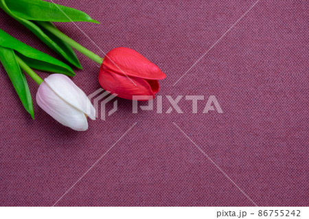 Tulips flower on violet background, white and red tulips, Valentine's day background used for desktop wallpaper or website design. Tulips flower on violet background, white and red tulips, Valentine's day background used for desktop wallpaper or website design. 86755242