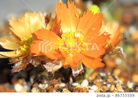 花弁に切れ込みが入ったオレンジ色の福寿草(フクジュソウ)の花 花弁に切れ込みが入ったオレンジ色の福寿草(フクジュソウ)の花 86755509