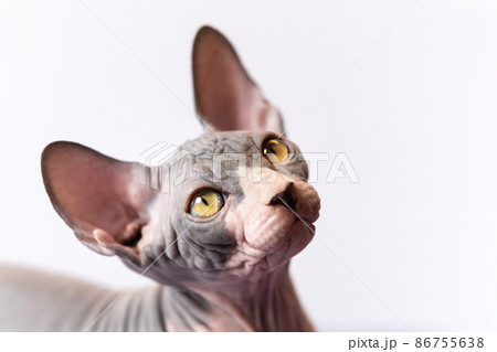 Portrait of Canadian Sphynx kitty with friendly look of shiny yellow eyes against white background. Color of male kitten is blue and white. Concepts and ideas of emotional support animal. Copy space Portrait of Canadian Sphynx kitty with friendly look of shiny yellow eyes against white background. Color of male kitten is blue and white. Concepts and ideas of emotional support animal. Copy space 86755638