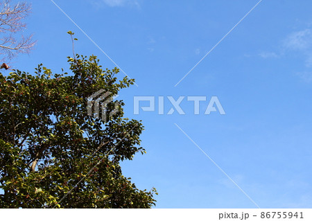 冬の岐阜公園散策・61(岐阜市岐阜公園近隣) 冬の岐阜公園散策・61(岐阜市岐阜公園近隣) 86755941