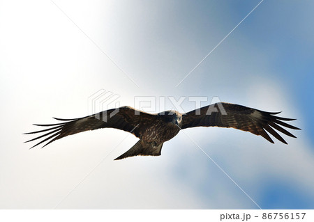 トンビの飛翔 86756157
