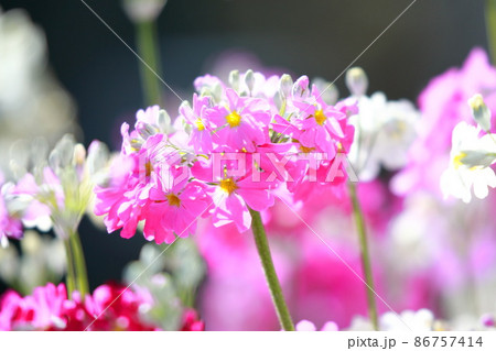 愛らしいサクラソウの花 愛らしいサクラソウの花 86757414