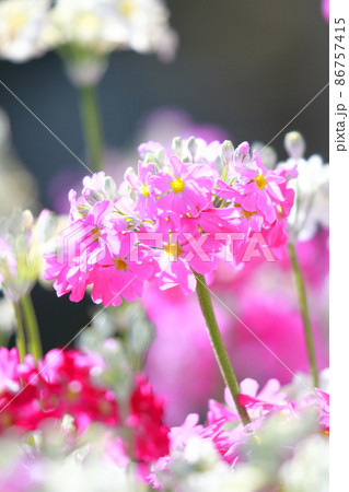 愛らしいサクラソウの花 86757415