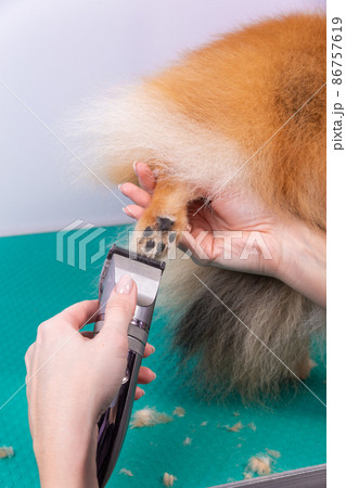 Haircut dogs fur on paws with a shearing machine close up. Haircut dogs fur on paws with a shearing machine close up. 86757619