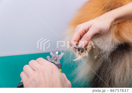 A woman cuts her claws on a Pomeranian dog. 86757637