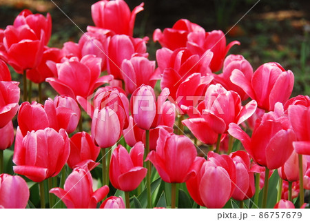 チューリップ(ピンクインプレッション) 86757679