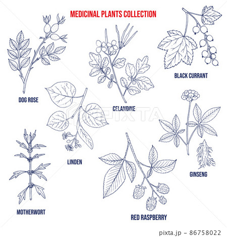 Set of different medicinal plants 86758022