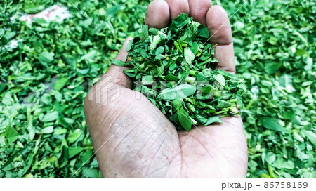 Green color dry Fenugreek leaves seasoning Green color dry Fenugreek leaves seasoning 86758169