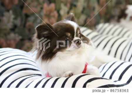 おとなしくて愛らしい小さなチワワの横顔 86758363