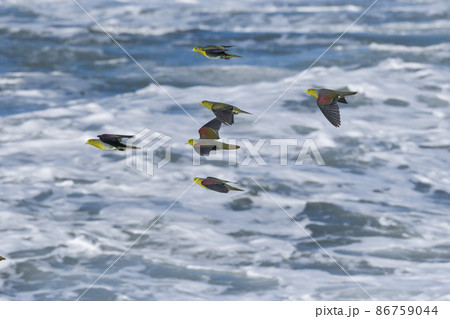 真夏の湘南海岸に海水を飲みに来る緑色とブドウ色の鮮やかで美しいアオバト 86759044