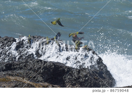 真夏の湘南海岸に海水を飲みに来る緑色とブドウ色の鮮やかで美しいアオバト 真夏の湘南海岸に海水を飲みに来る緑色とブドウ色の鮮やかで美しいアオバト 86759048