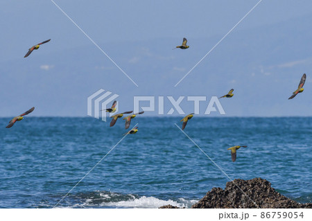 真夏の湘南海岸に海水を飲みに来る緑色とブドウ色の鮮やかで美しいアオバト 真夏の湘南海岸に海水を飲みに来る緑色とブドウ色の鮮やかで美しいアオバト 86759054