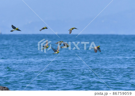 真夏の湘南海岸に海水を飲みに来る緑色とブドウ色の鮮やかで美しいアオバト 86759059