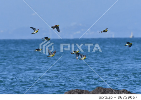 真夏の湘南海岸に海水を飲みに来る緑色とブドウ色の鮮やかで美しいアオバト 86759067