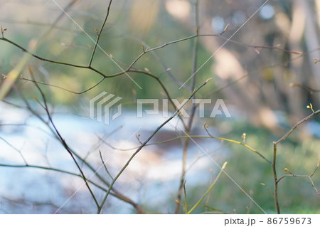 クロモジ 86759673