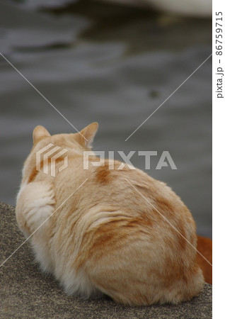 水辺の寒い冬の野外でも逞しく気ままに活動する猫 86759715