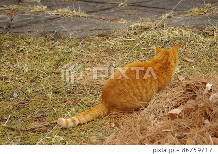 水辺の寒い冬の野外でも逞しく気ままに活動する猫 86759717