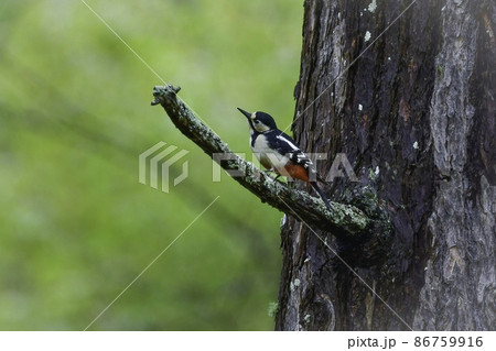 軽井沢や奥日光等の初夏の高原の森で見られる白、黒、赤のおしゃれな模様の野鳥アカゲラ 86759916