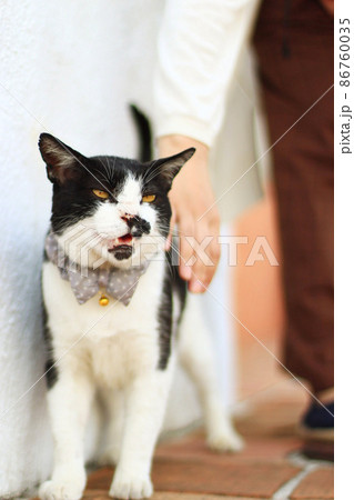 首輪をつけたかわいい猫の写真 首輪をつけたかわいい猫の写真 86760035