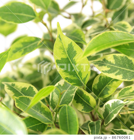 観葉植物、フィカス・ベンジャミナ・ラブリーの葉【白背景】 観葉植物、フィカス・ベンジャミナ・ラブリーの葉【白背景】 86760061