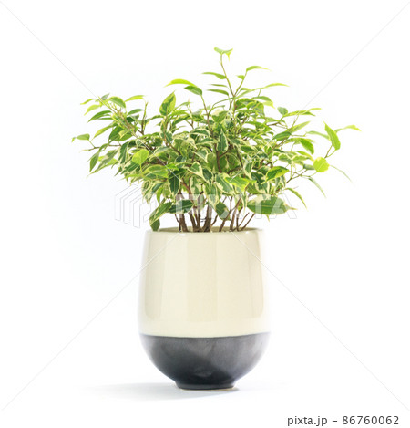 観葉植物、フィカス・ベンジャミナ・ラブリーの鉢植え【白背景】 観葉植物、フィカス・ベンジャミナ・ラブリーの鉢植え【白背景】 86760062