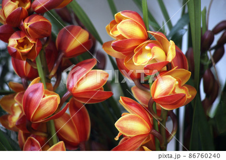 洋ラン・シンビジウム　黄赤色の花 86760240