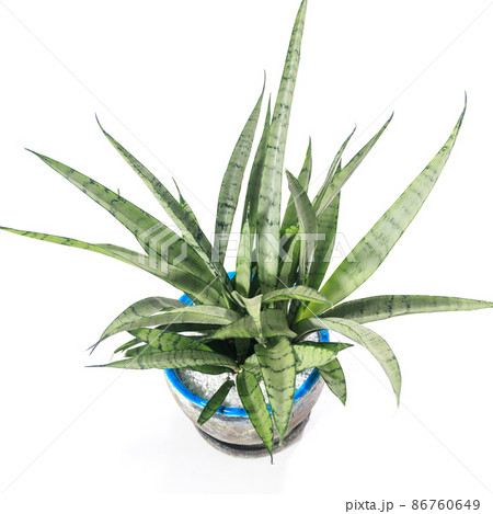 観葉植物、サンセベリア・シルバープリンセスの葉【白背景】 観葉植物、サンセベリア・シルバープリンセスの葉【白背景】 86760649