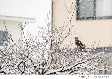雪の降る日の庭のヒヨドリ 雪の降る日の庭のヒヨドリ 86761247