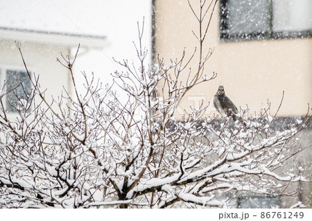 雪の降る日のヒヨドリ 雪の降る日のヒヨドリ 86761249
