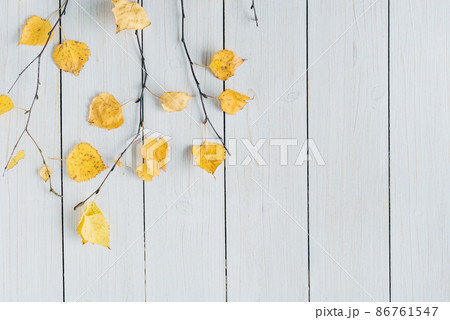birch branches with yellow leaves  on white retro wood boards. background. Autumn, fall concept. Flat lay, top view. 86761547