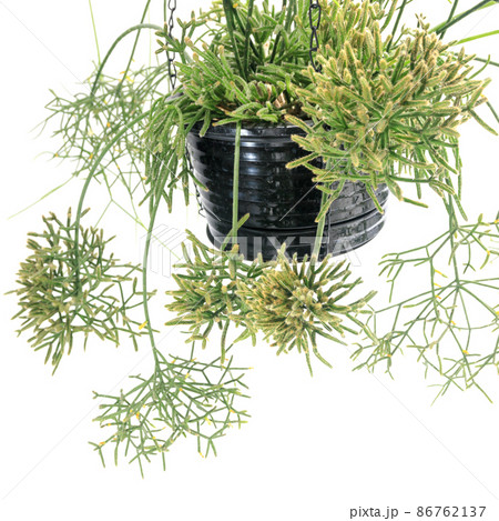 サボテン、リプサリス・プリマティカの鉢植え【白背景】 サボテン、リプサリス・プリマティカの鉢植え【白背景】 86762137