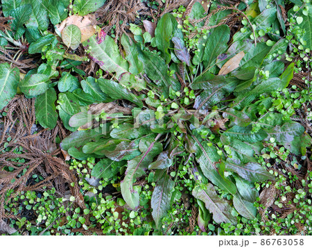 スイバのロゼット スイバのロゼット 86763058