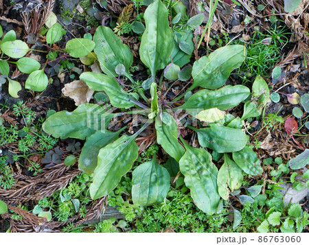 オオバコのロゼット 86763060