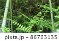 シダ植物 86763135