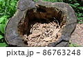 切り株 86763248