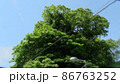 青空と樹 86763252