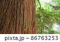 杉の木 86763253