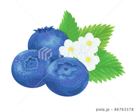 ブルーベリーと花と葉のイラスト ベクター素材のイラスト素材