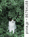 猫。 86764188