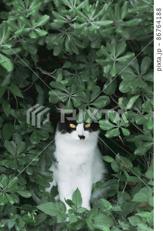 猫。 猫。 86764188