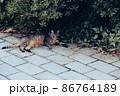 猫。 86764189