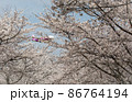 さくら。 86764194