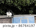 猫。 86764197
