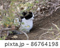 猫。 86764198