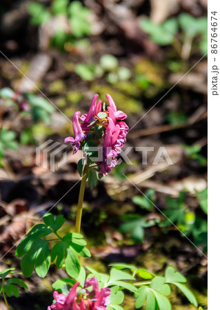 Purple corydalis flowers in forest at spring 86764674
