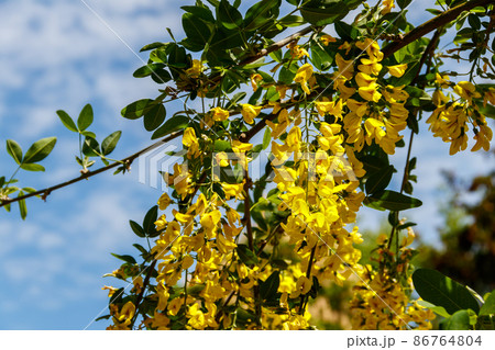 Blooming yellow acacia tree (Caragana arborescens) 86764804