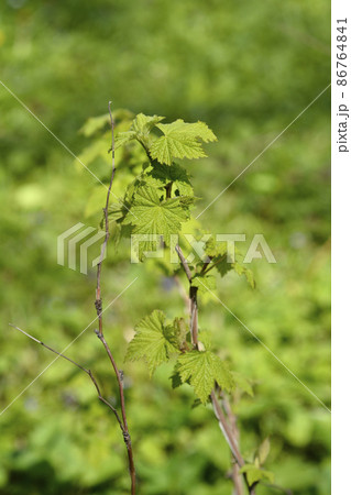 Flowering raspberry 86764841