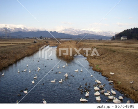 水原川白鳥飛来地　　（福島県二本松市） 86764999