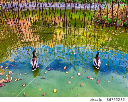 水面で休んでいたところ、何かを見つけ2羽のカモ 86765286