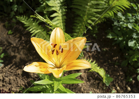 Lily flower in the garden on a background of green leaves 86765353